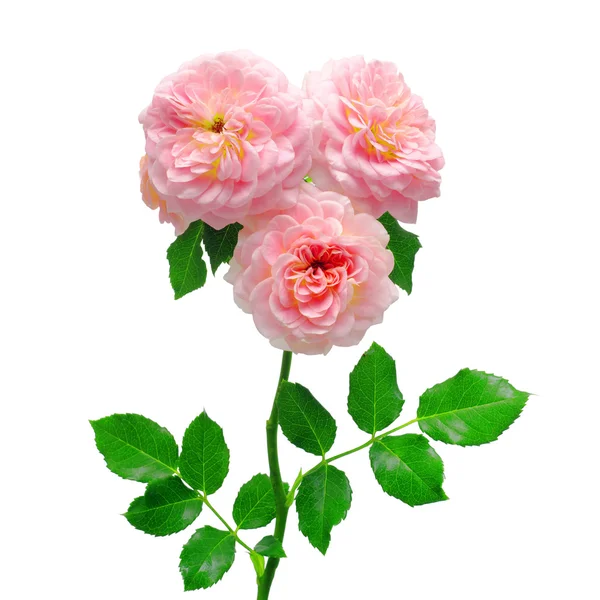 Bellissimo bouquet di rose — Foto Stock