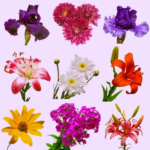 Colección de hermosas flores — Foto de Stock