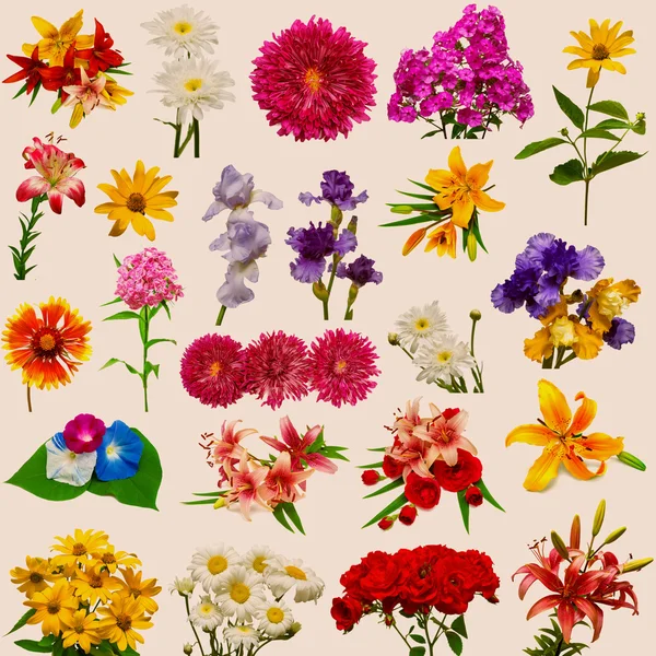 Συλλογή από όμορφα λουλούδια — Φωτογραφία Αρχείου