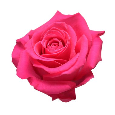 Beyaz arka planda izole edilmiş pembe gül çiçeği. Ticarette reklam ve ambalaj tasarımı için güzel bir kompozisyon