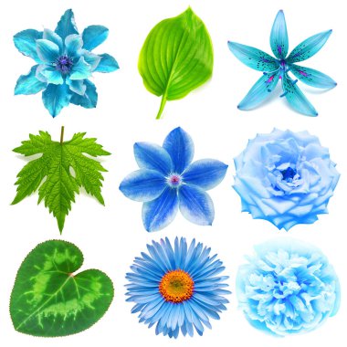 Mavi çiçekli baş koleksiyonu güzel papatya, zambak, şakayık, gül, klematis ve beyaz arka planda izole edilmiş çeşitli yapraklar. Kart. Paskalya. Bahar geldi. Düz yatış, üst görünüm