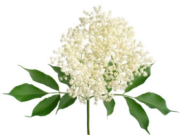 Beyaz arka planda yaprakları izole yaşlı böğürtlen (Sambucus nigra) dalları. Çiçek. Düz yatış, üst görünüm