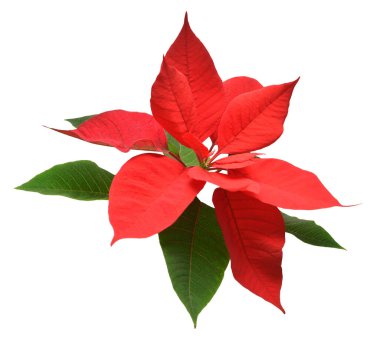 Beyaz arka planda izole edilmiş kırmızı noel çiçekleri. Reklam ve ambalaj tasarımı için güzel bir kompozisyon. Düz yatış, üst görünüm