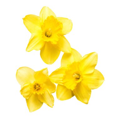 Beyaz arka planda izole edilmiş sarı nergis çiçekleri. Düz yatış, üst görünüm 