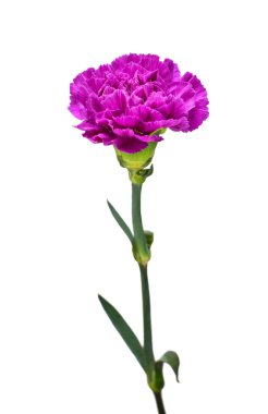 Karanfil çiçeği menekşesi beyaz arka planda izole edilmiş. Reklam ve ambalaj tasarımı için güzel bir kompozisyon. Düz yatış, üst görünüm