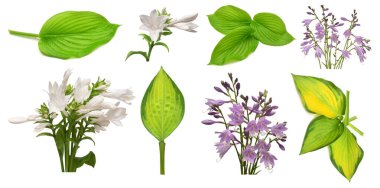 Toplama elemanları beyaz arka planda yeşil hosta yaprağı ve çiçekler izole edilmiştir. Düz yatış, üst görünüm 