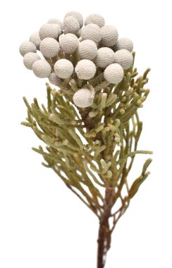 Branch brunia Laevis beyaz arka planda izole edildi 