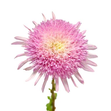 Beyaz arka planda izole edilmiş pembe kasımpatı çiçeği. Çiçek deseni, nesne. Düz yatış, üst görünüm