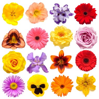 Koleksiyon çiçekleri lale, takvim, gül, göz, zambak, gerbera, nonoşlar, beyaz arka planda papatya. Yaratıcı bahar kompozisyonu, Paskalya, Sevgililer Günü. Düz yatış, üst görünüm
