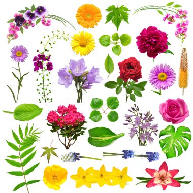 Flora elementi. Koleksiyon çiçekleri, yaprak ve dallar beyaz arka planda izole edilmiş. Lily, çan, gül, gerbera, eremurus, hosta, şakayık, rhododendron, canavar. Tebrik kartı, düz konum, üst görünüm düzenlemeleri 
