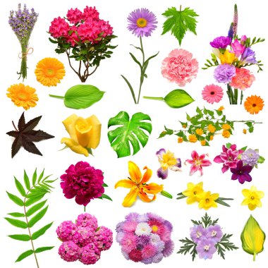 Koleksiyon çiçekleri iris, delphinium, şakayık, rhododendron, Monstera, Gerbera, Clematis, aster, karanfil, Veronica, Clematis, frezya, beyaz arka planda izole edilmiş gül.