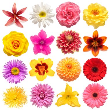 Koleksiyon çiçekleri, alp taşı, gül, iris, zambak, gerbera, yıldız çiçeği, siklamen, narsisis, beyaz arka planda papatya. Yaratıcı bahar kompozisyonu, Paskalya, Sevgililer Günü. Düz yatış, üst görünüm