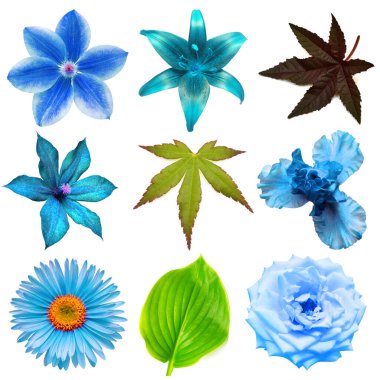 Mavi çiçekler güzel klematis, zambak, papatya, gül, iris ve beyaz arka planda izole edilmiş çeşitli yapraklar. Kart. Paskalya. Bahar geldi. Düz yatış, üst görünüm