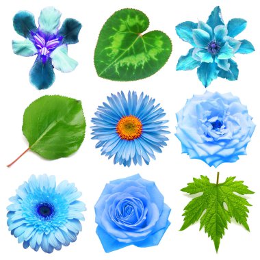 Mavi çiçekli güzel papatya, iris, gerbera, gül, klematis ve beyaz arka planda izole edilmiş çeşitli yapraklar. Kart. Paskalya. Bahar geldi. Düz yatış, üst görünüm