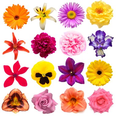 Koleksiyon çiçekleri calendula, gül, iris, zambak, gerbera, siklamen, muhallebi çocuğu, şakayık, papatya, beyaz arka planda izole edilmiş papatya. Yaratıcı bahar kompozisyonu, Paskalya, Sevgililer Günü. Düz yatış, üst görünüm