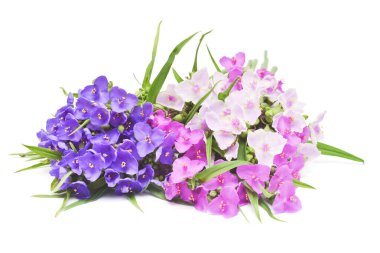 Tradescantia çiçekleri beyaz arka planda yaprakları olan narin buketler. Çiçek deseni, nesne. Düz yatış, üst görünüm