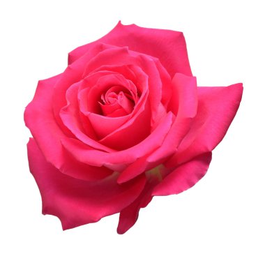 Beyaz arka planda izole edilmiş pembe gül çiçeği. Ticarette reklam ve ambalaj tasarımı için güzel bir kompozisyon