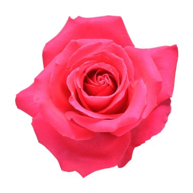 Pembe başlı gül çiçeği beyaz arka planda izole edilmiş. Ticarette reklam ve ambalaj tasarımı için güzel bir kompozisyon