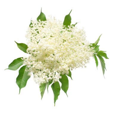 Beyaz arka planda yaprakları izole yaşlı böğürtlen (Sambucus nigra) dalları. Çiçek. Düz yatış, üst görünüm