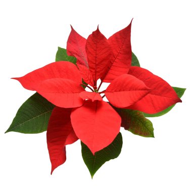 Beyaz arka planda izole edilmiş kırmızı noel çiçekleri. Reklam ve ambalaj tasarımı için güzel bir kompozisyon. Düz yatış, üst görünüm