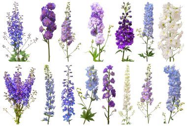 Beyaz arka planda izole edilmiş buket desenli çiçek koleksiyonu. Düz yerde, üst tarafta. Çiçek deseni, nesne. Doğa konsepti