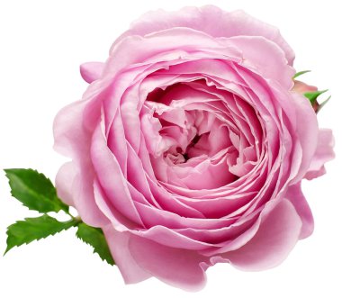 David Austin 'in pembe İngiliz gülü beyaz arka planda izole edilmiş. Macro çiçeği. Düğün kartı, gelin. Selamlar. Yaz. Bahar. Düz yerde, üst tarafta. Sevgi. Sevgililer Günü