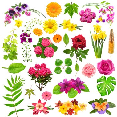 Koleksiyon çiçeği karanfili, ortanca, calendula, nergis, klematis, gerbera, zambak, gül, eremurus, rhododendron, beyaz arka planda izole edilmiş canavar. Düz yatış, üst görünüm 