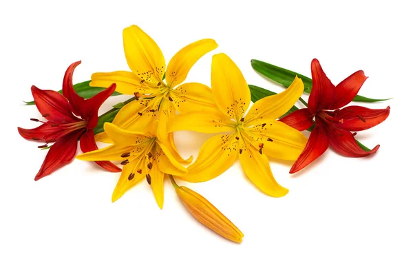 Lírio Amarelo Vermelho Com Botões Isolados Fundo Branco Flores Assemelha — Fotografia de Stock