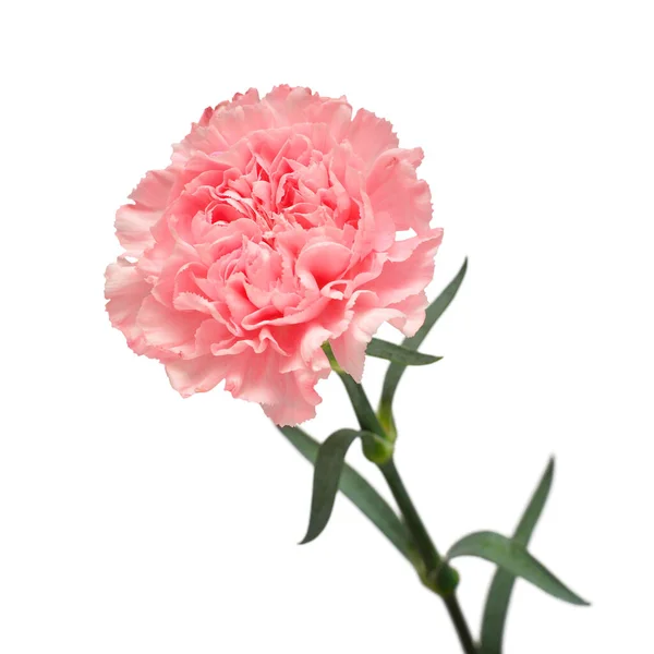 白地には繊細なカーネーションピンクの花を咲かせます ビジネスにおける広告やパッケージデザインのための美しい組成 フラットレイアウト トップビュー — ストック写真