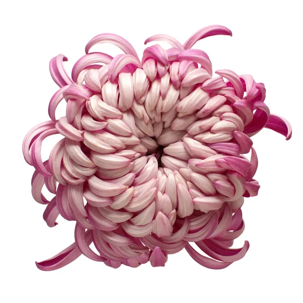 粉红色的头菊花在白色的背景上被分离出来 花形图案 平躺在地上 俯瞰四周 — 图库照片