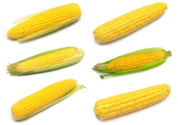 Collection Corn Isolated White Background Top View Flat Lay — Stock Photo, Image