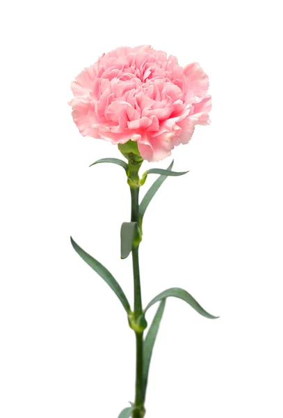 Delicate Anjer Roze Bloem Geïsoleerd Witte Achtergrond Prachtige Compositie Voor — Stockfoto