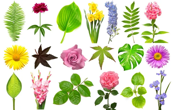 Set Von Elementen Flora Sammeln Sie Blumen Blatt Und Zweige — Stockfoto