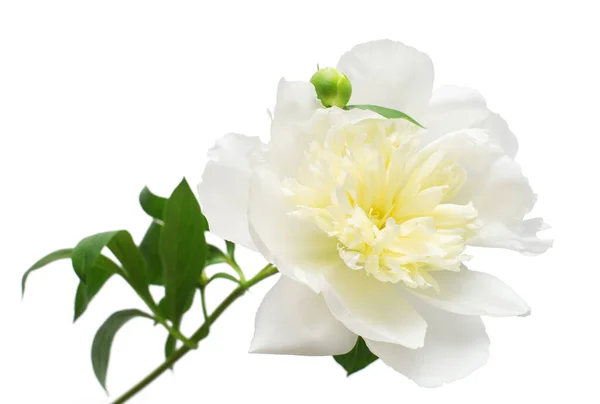 Pioenenbloem Geïsoleerd Witte Achtergrond Bloemenpatroon Object Vlakke Lay Bovenaanzicht — Stockfoto