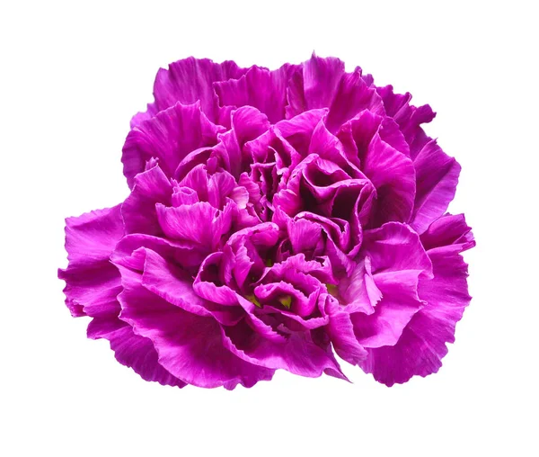 Nelkenkopf Blüte Violett Isoliert Auf Weißem Hintergrund Schöne Komposition Für — Stockfoto