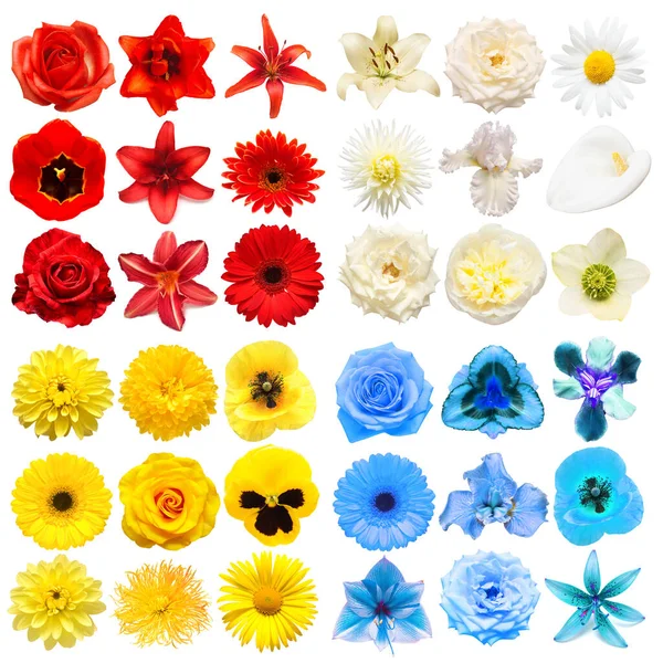 Gran Colección Varias Flores Cabeza Amarillo Azul Blanco Rojo Aislado —  Fotos de Stock