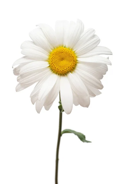 Uma Flor Branca Cabeça Margarida Isolada Fundo Branco Deitado Plano — Fotografia de Stock