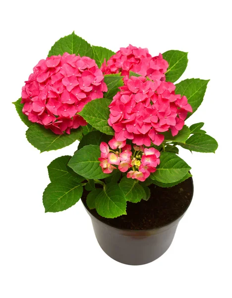 분홍빛 Hydrangea Macrophylla 항아리 배경에 분리되어 — 스톡 사진