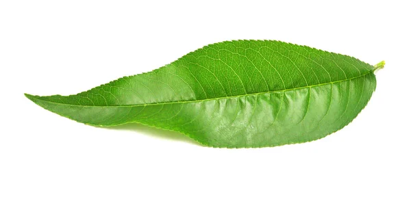 Зеленый Персиковый Лист Белом Фоне — стоковое фото