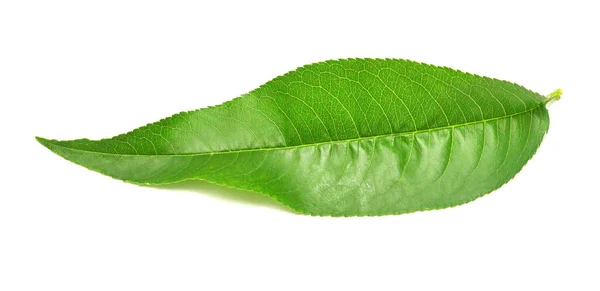 Feuille Pêche Verte Isolée Sur Fond Blanc — Photo