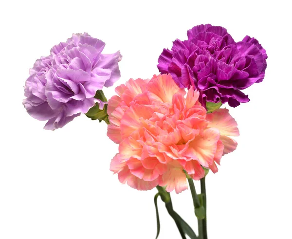 Bouquet Nelkenblüte Isoliert Auf Weißem Hintergrund Schöne Komposition Für Werbung — Stockfoto