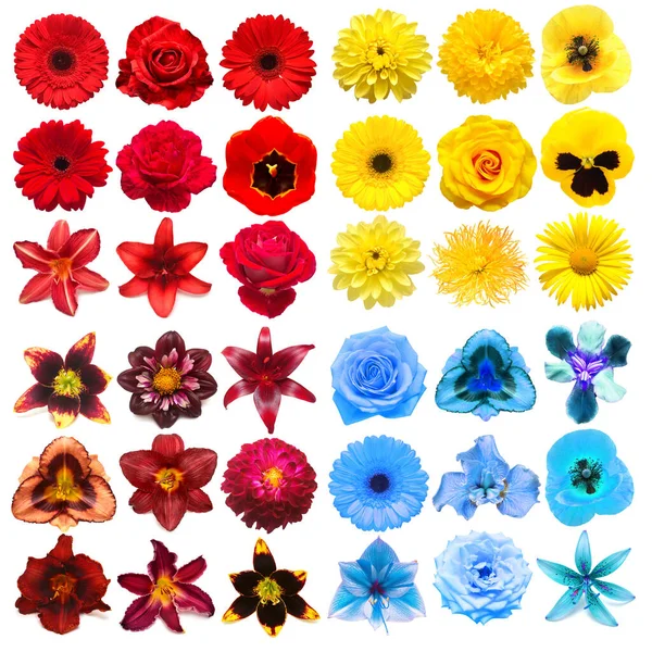 Große Sammlung Von Verschiedenen Kopfblumen Gelb Lila Blau Und Rot — Stockfoto