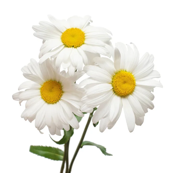 Três Flores Brancas Cabeça Margarida Isoladas Fundo Branco Deitado Plano — Fotografia de Stock