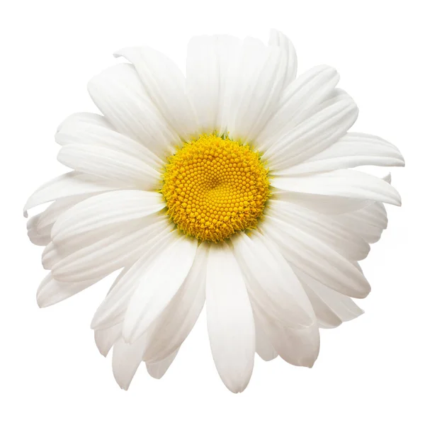 Une Fleur Blanche Tête Marguerite Isolée Sur Fond Blanc Belle — Photo