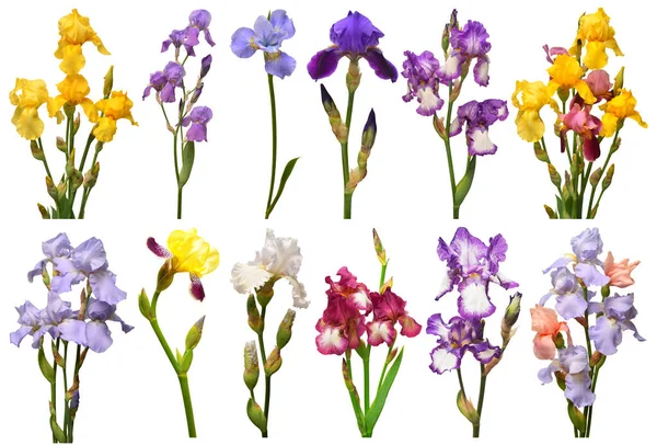 Collection Iris Bouquet Fleurs Multicolores Isolé Sur Fond Blanc Été — Photo