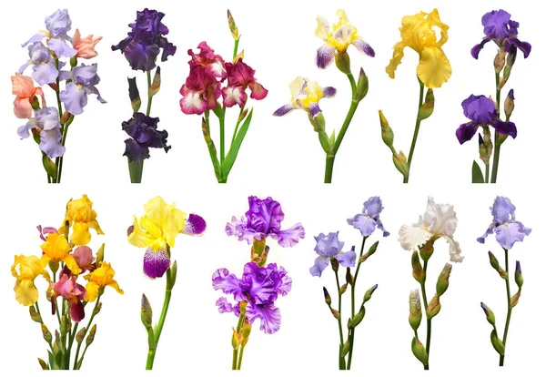 Kollektion Iris Blommor Bukett Flerfärgad Isolerad Vit Bakgrund Sommar Våren — Stockfoto