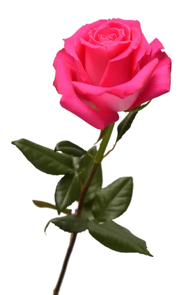 粉红色的玫瑰花朵在白色的背景上隔离开来 商务中广告和包装设计的优美构图 — 图库照片