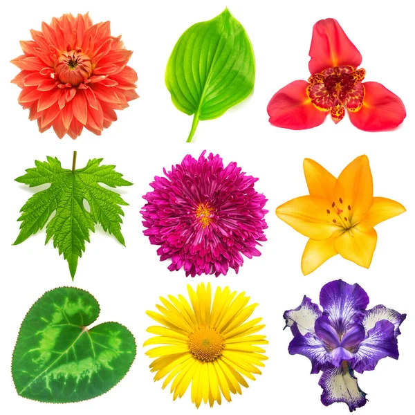 Blumen Kopf Sammlung Von Schönen Gänseblümchen Chrysanthemen Dahlie Iris Lilie — Stockfoto