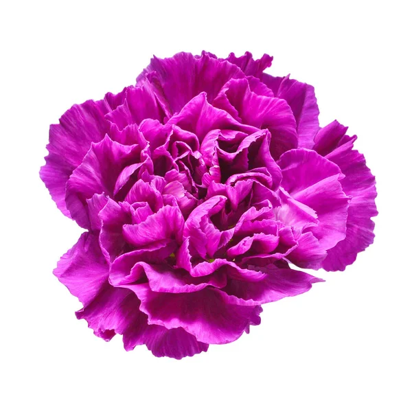 Nelkenkopf Blüte Violett Isoliert Auf Weißem Hintergrund Schöne Komposition Für — Stockfoto
