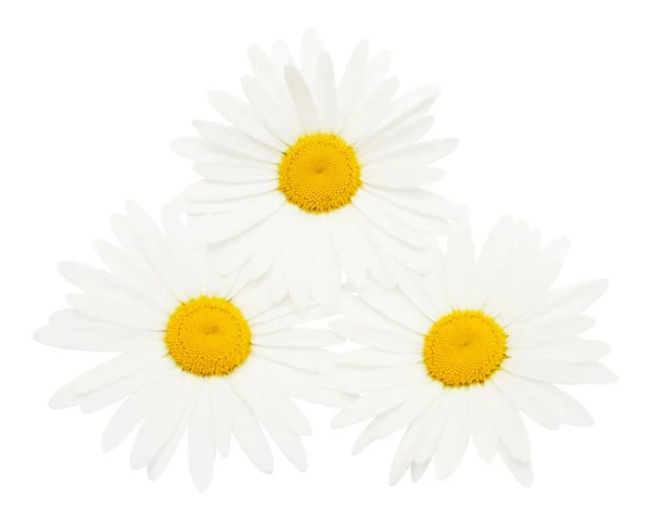 Três Flores Brancas Cabeça Margarida Isoladas Fundo Branco Deitado Plano — Fotografia de Stock